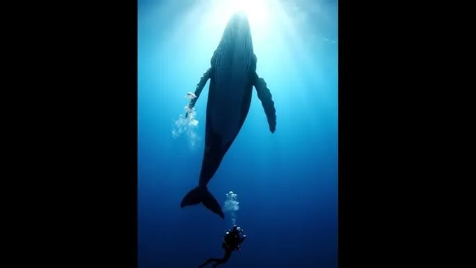 黑兽动漫在线播放完 - 深蓝星球：探索海洋深处的未知世界